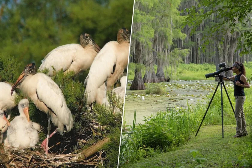 La pareja que compró un pantano en 2007 para salvarlo y terminó con 275 cigüeñas de bosque